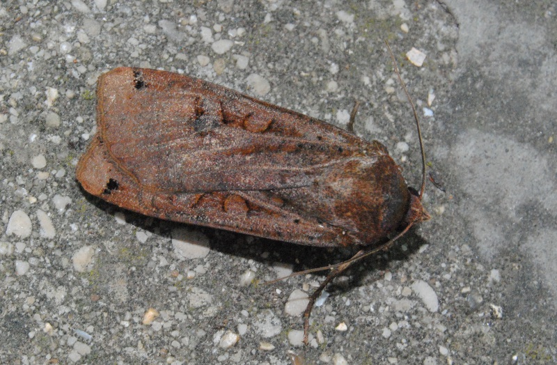 Ident. Nocuidae